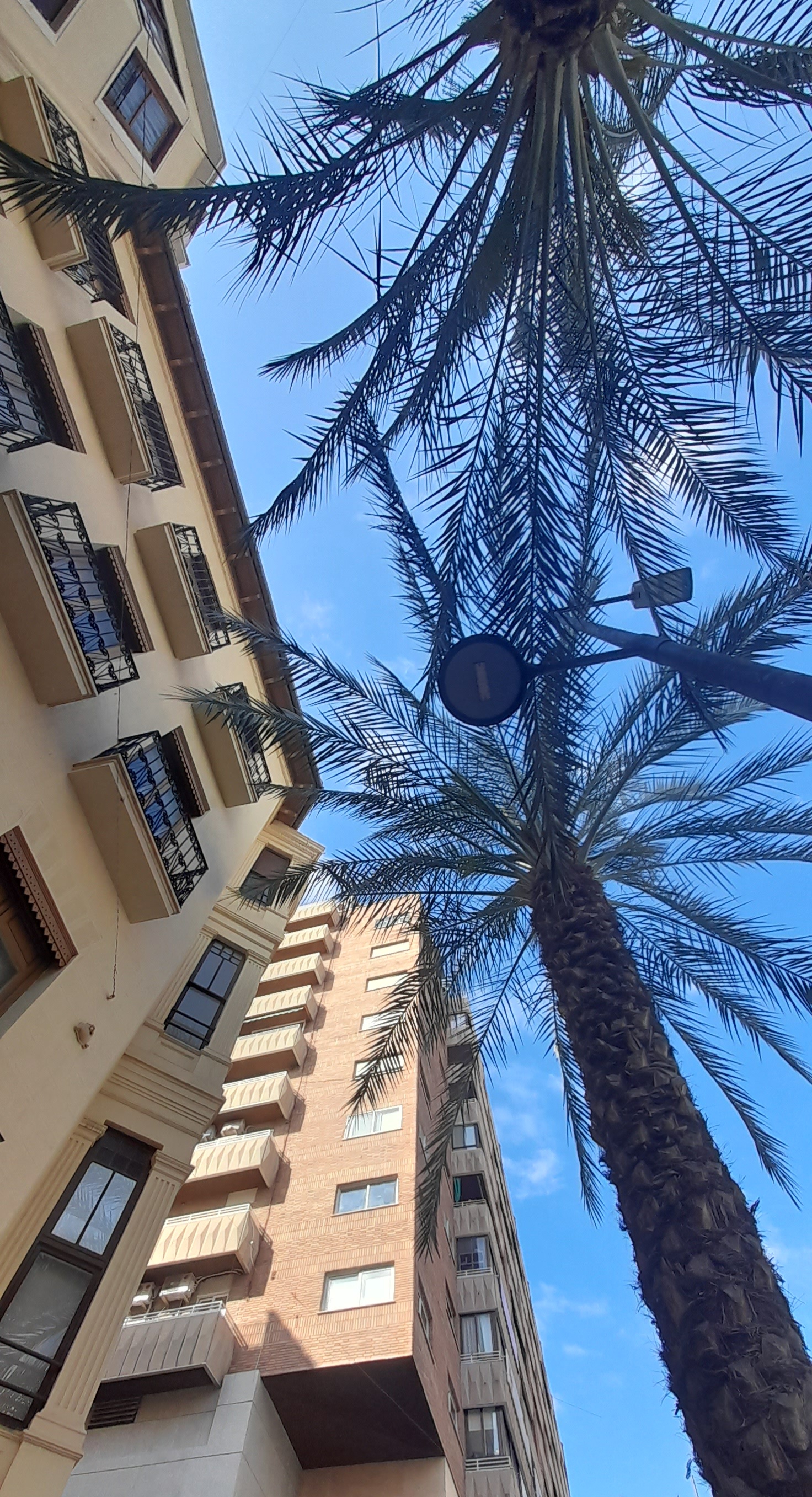 Palms